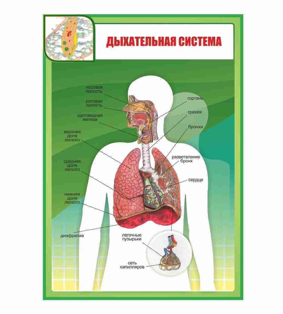 Дыхательная система 8 класс биология. Стенды системы органов человека. Стенд человеческие органы. ТБ по биологии система органов человека. Стенд виде человеческого органа.