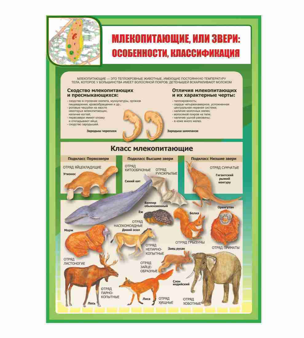 Схема млекопитающих 7 класс по биологии