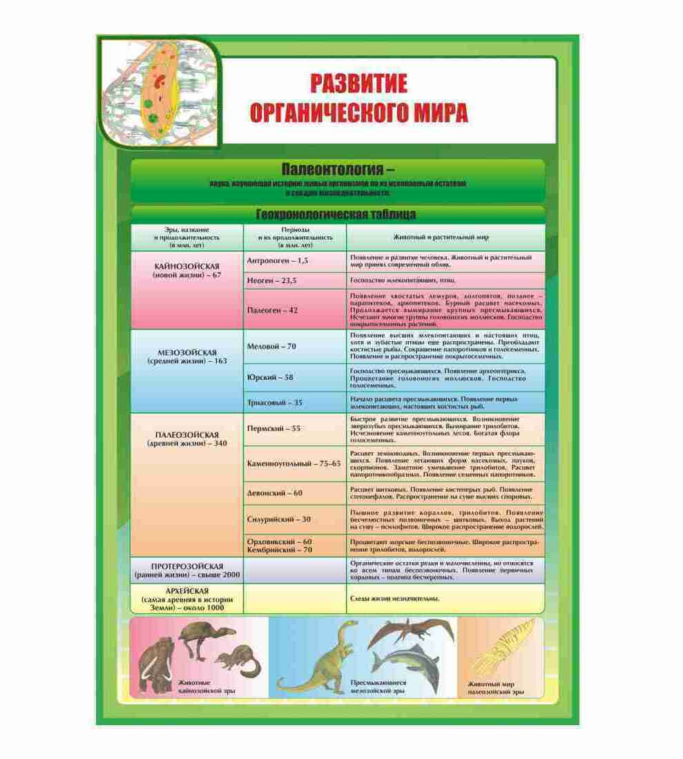 Краткая история развития органического мира презентация