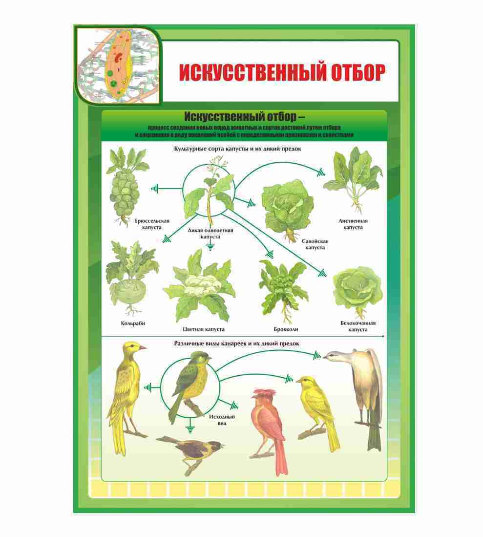 Ростов биологии. Таблицы для кабинета биологии. Стенды по биологии. Наглядные пособия по биологии. Наглядность биология.