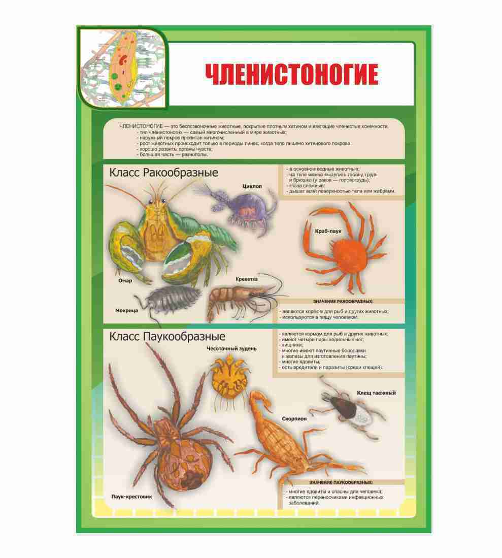 Таблица членистоногие 7 класс биология. Питание членистоногих. Значение членистоногих. Членистоногие плакат. Рост членистоногих осуществляется.
